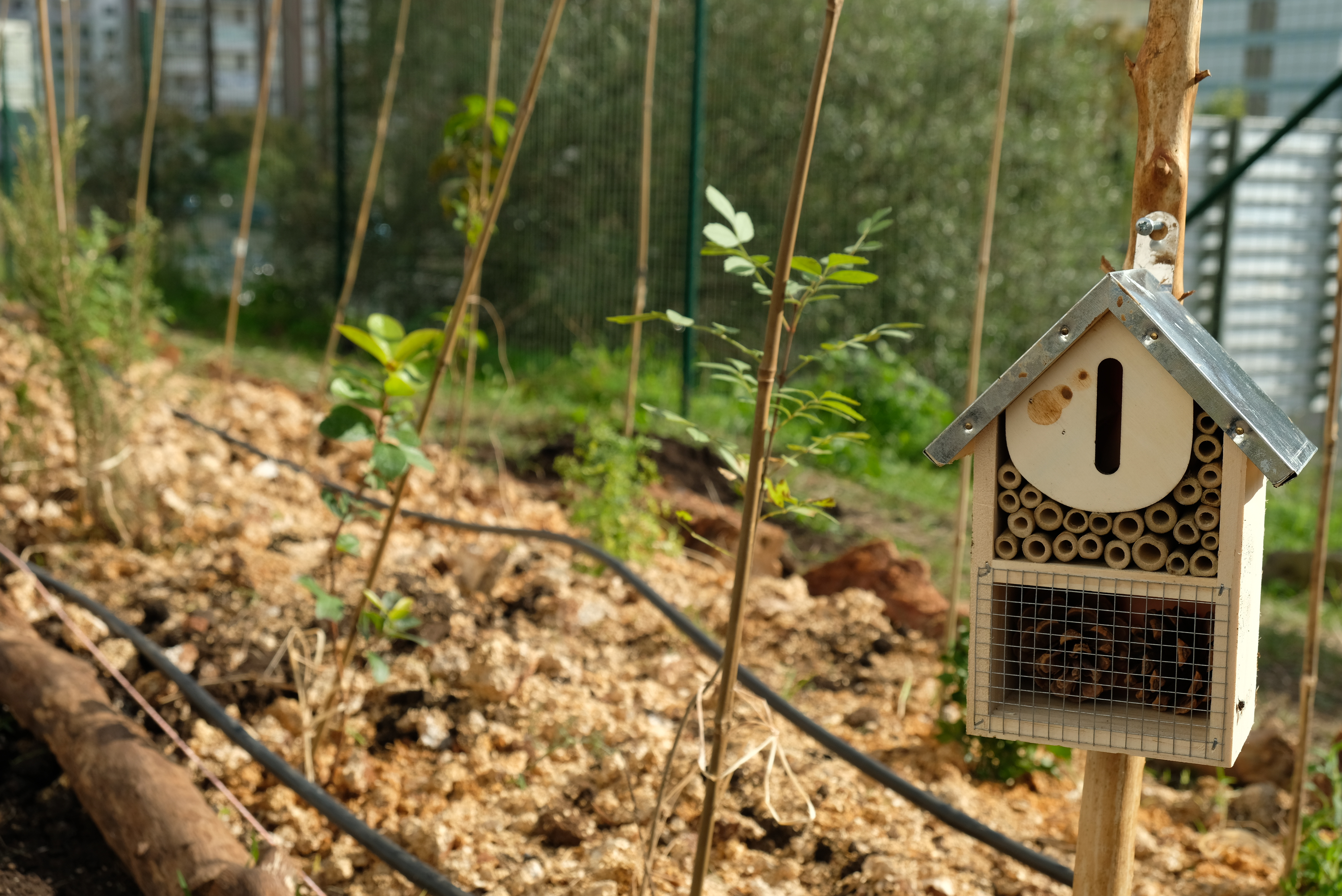 1º. dia da plantação