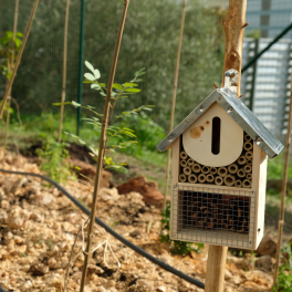 Capa noticia micro florestas 