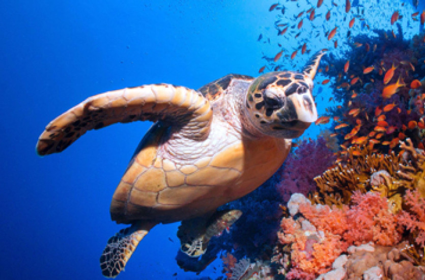 Exposição "Um Oceano" (368x236)