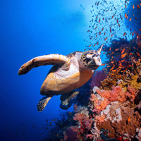 Exposição "Um Oceano" (200x200)
