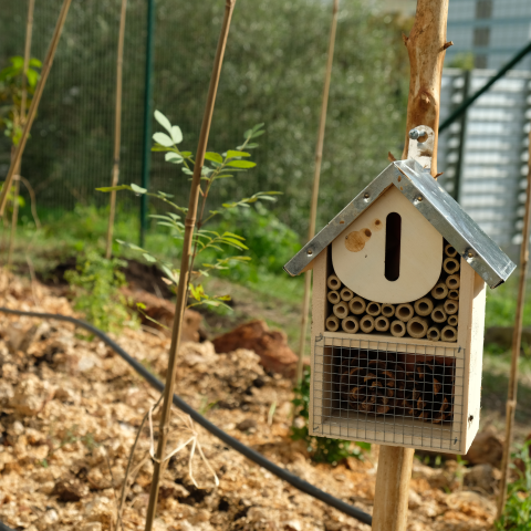 Capa noticia micro florestas 