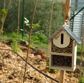 Capa noticia micro florestas 